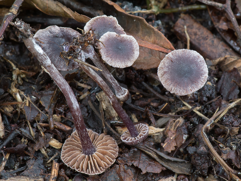 Cortinarius americanus